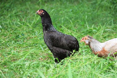 rumpless chickens|Araucana Chickens: Characteristics, History, and Care.